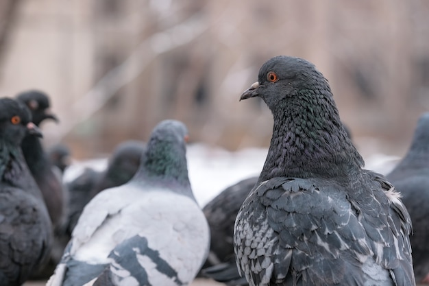 Wild city pigeons bird portrait in winter time close-up