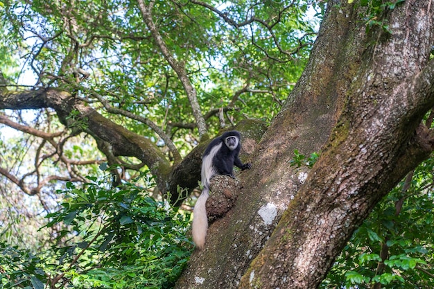 Wild colobus guereza monkey sitting on the branch in tropical forest near city Arusha Tanzania Africa