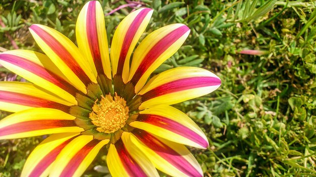 Wild colorful beautiful flowers blooming. spring in israel