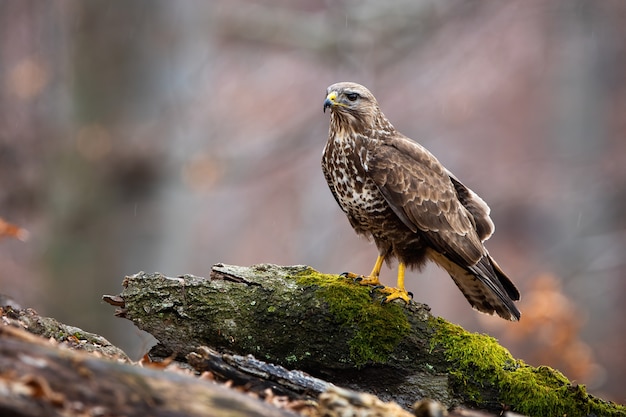 Wild common buzzard on a tree stump in nature with copy space