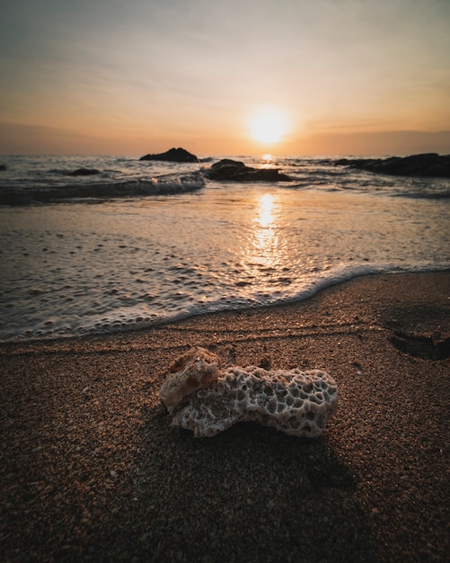 Corallo selvaggio con splendide luci al tramonto