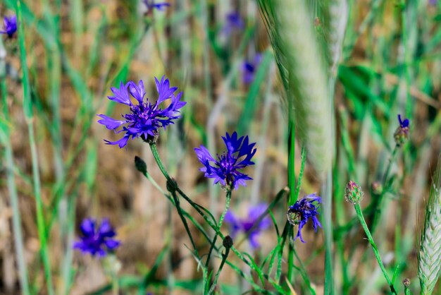 wild cornflowers in a wheat field on a sunny day.