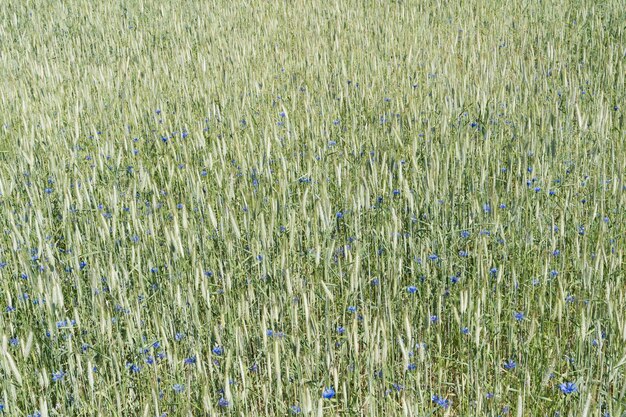 wild cornflowers in a wheat field on a sunny day.