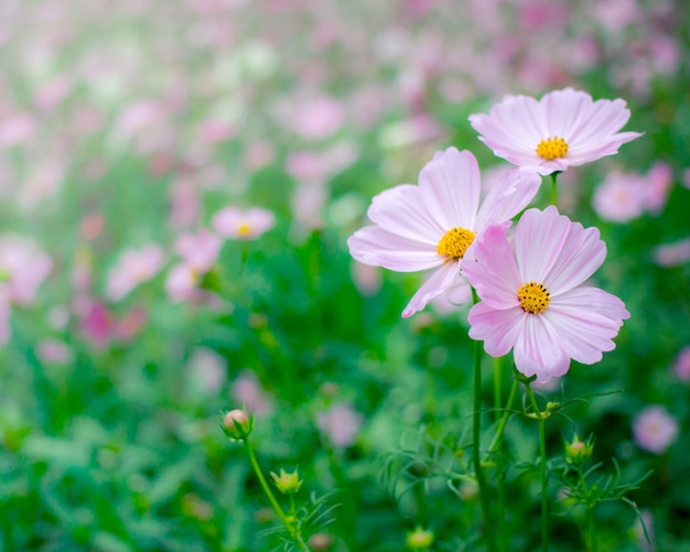 Wild cosmos flowers background with vintage filter