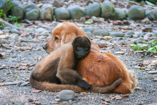 Дикая пара собак и обезьян