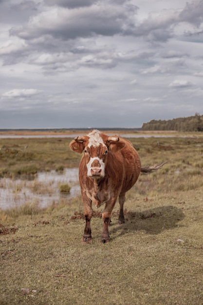 wild cow in national park