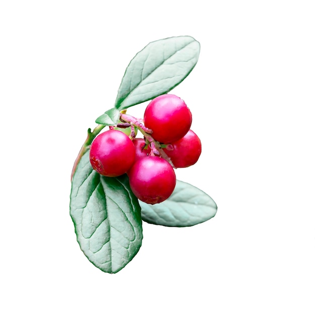 Wild cowberry foxberry, lingonberry with leaves with leaves on a branch, isolate on a white background