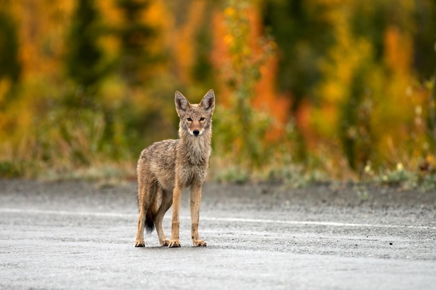 カナダ、ユーコン準州の道路に立つ野生のコヨーテ