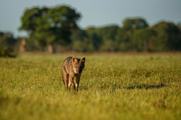 Wild crab eating fox or maikong in brazilian pantanal