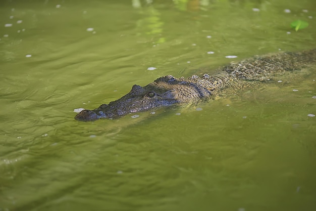 wild crocodile in the river, alligator in the swamp, wildlife predator head