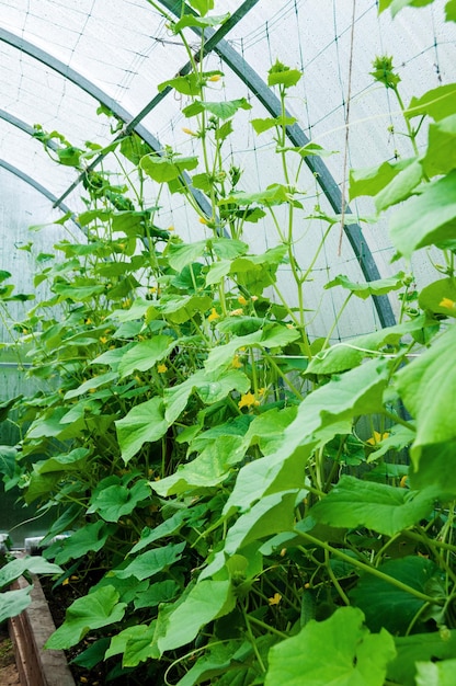 Wild cultivation of cucumbers in greenhousepink carnation on nat