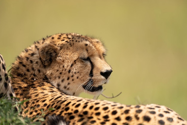 Wild cute cheetah chilling in the grass in Masai Mara National Reserve, Kenya