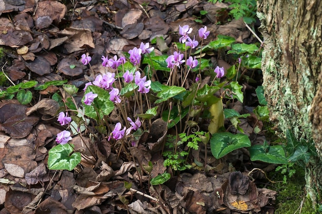 Wild Cyclamen Persicum flowering in autumn