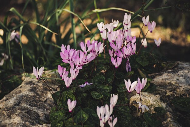 Wild cyclamens flowers