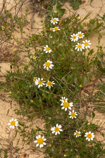 Wild daisies growing in a field of clay soil