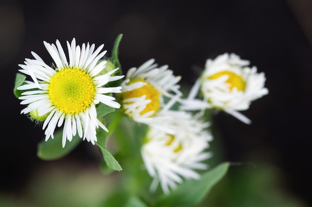 野原や牧草地に咲く野生のデイジーの花