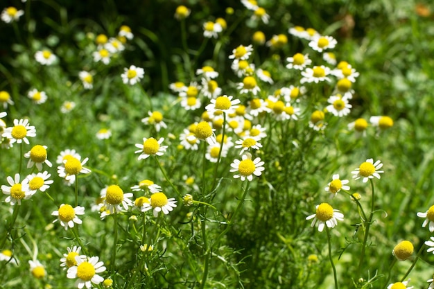 Wild daisy flowers in the garden in a sunny day