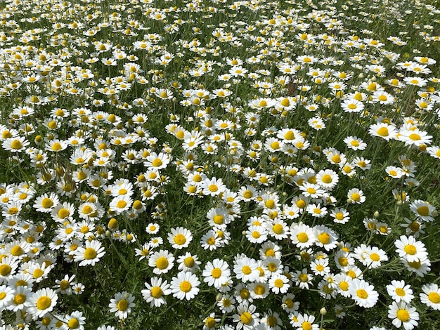 Wild daisy flowers growing on meadow white camomile on grass background oxeye daisy leucanthem