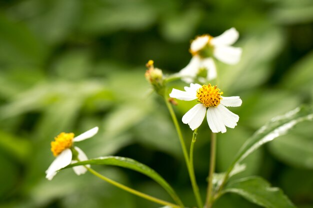 Wild daisy op groene natuurlijke achtergrond