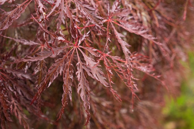 露が付いている野生の暗い赤い植物は、自然な背景にクローズ アップを削除します