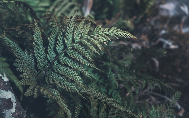 Wild davallia fern in tropical forest 