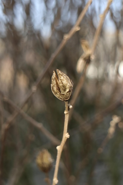 野生の死んだ植物