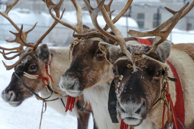 Wild deer close-up.