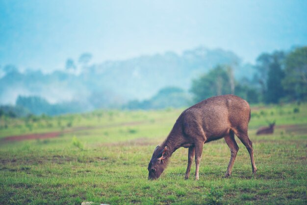 wild deer in forest