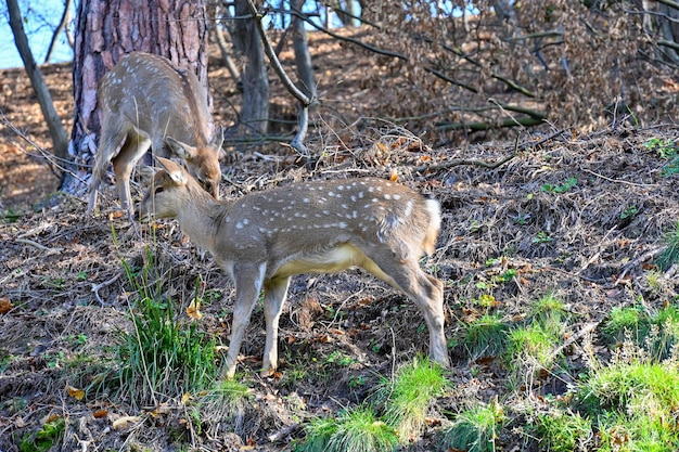 Wild deer in the forest