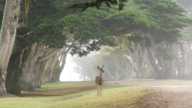 Wild deer grazing fawn animal cypress trees tunnel or corridor in foggy forest