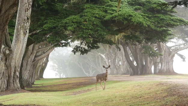 Wild deer grazing Fawn animal cypress trees tunnel or corridor in foggy forest