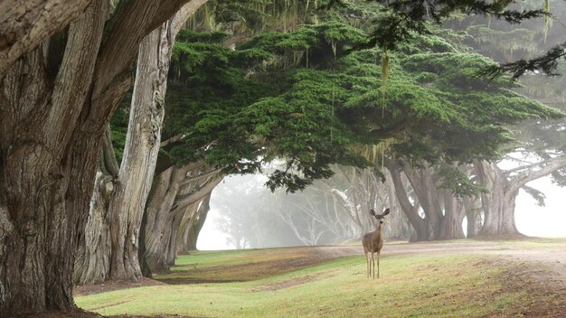 Wild deer grazing Fawn animal cypress trees tunnel or corridor in foggy forest