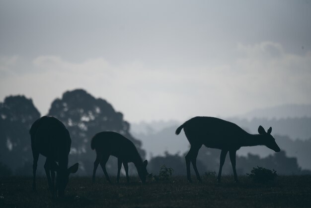 wild deer grazing grass in the morning, forest scene