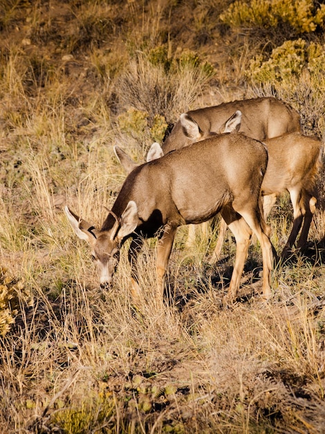 Wild deer at Great Sand Dunes National Park, Colorado.