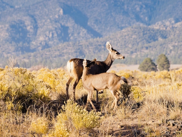 Wild deer at Great Sand Dunes National Park, Colorado.