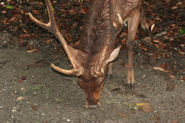 Wild deer in Indonesia