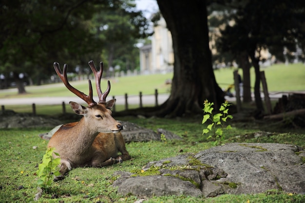 Cervi selvatici nella città di nara in giappone