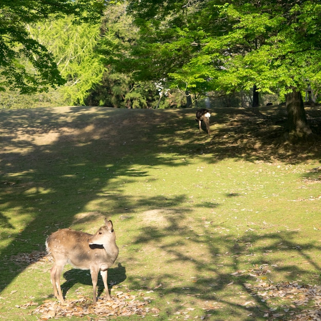 Wild deer in Nara Park in Japan. Deer are symbol of Nara greatest tourist attraction.