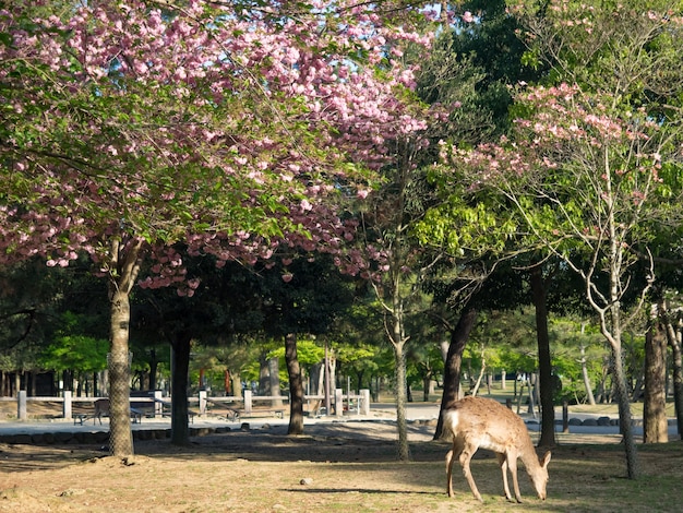 日本の奈良公園の野生の鹿。鹿は奈良最大の観光名所の象徴です。