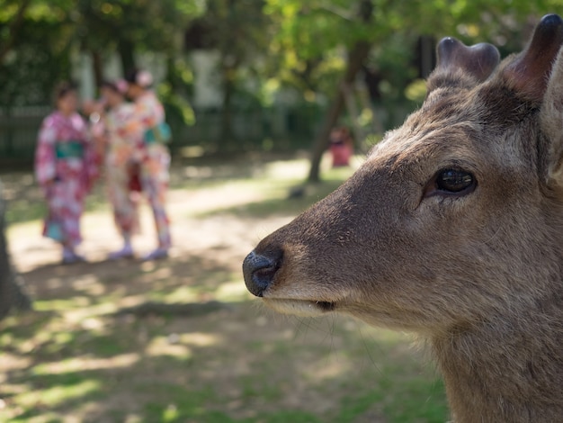 Wild deer in Nara Park in Japan. Deer are symbol of Nara greatest tourist attraction.