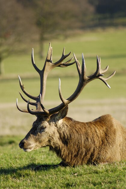 Wild Deer in a park