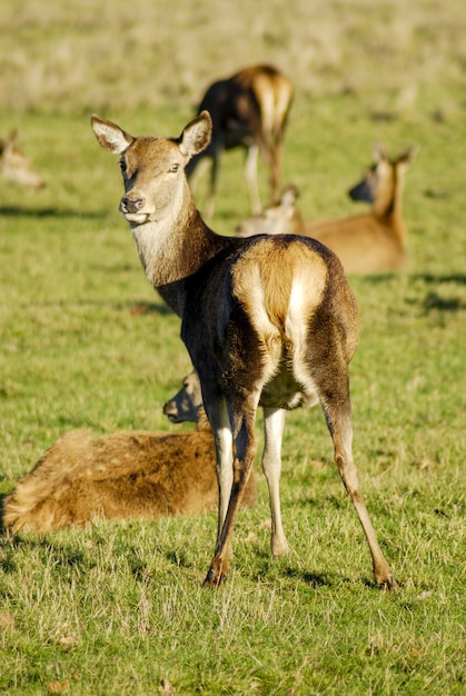 A wild deer in a park