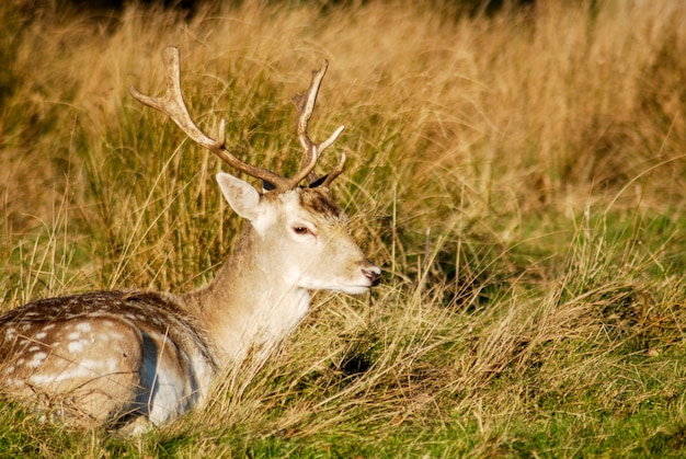 A wild deer in a park