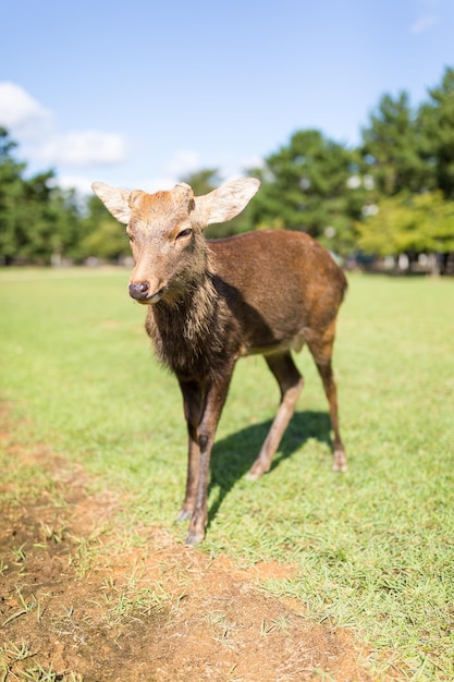 公園の野生の鹿