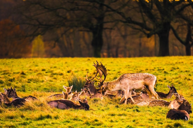 Photo wild deer richmond park