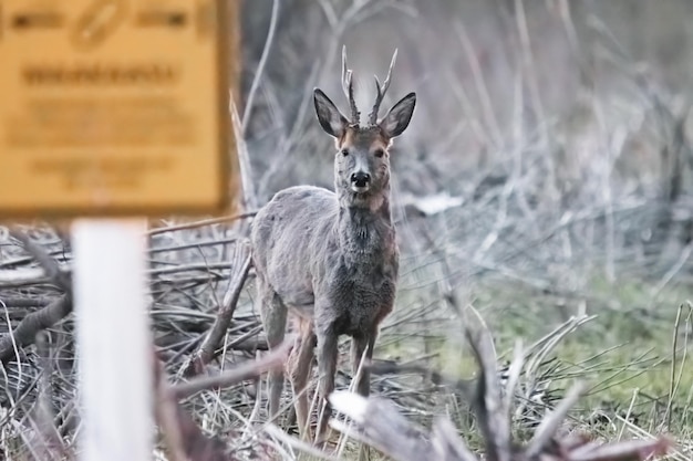 wild deer stands in the snow in the tall grass