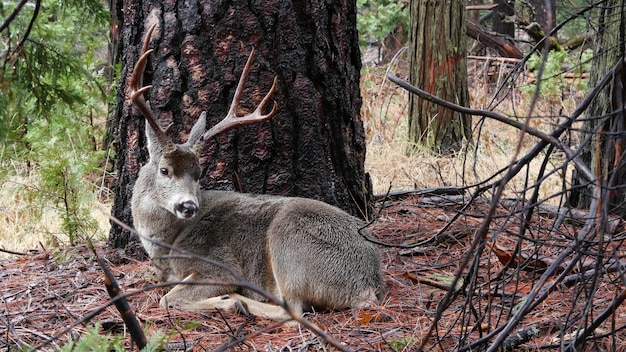 Wild deer with big antlers horns animal in forest california wildlife fauna