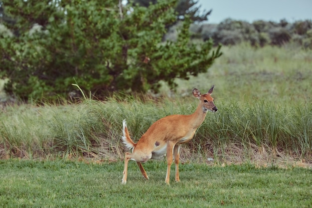 사진 오줌을 복용하는 숲에서 야외에서 야생 deers