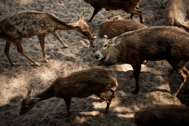 Photo wild deers