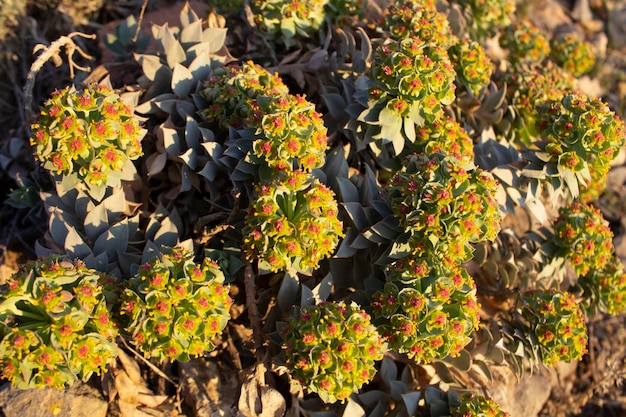 春に開花した野生の砂漠植物